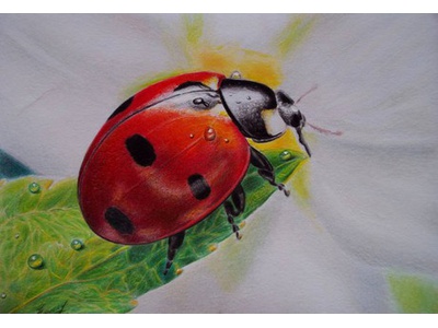 ИГРОВОЙ СЕАНС  \u0022ЖУК \u002D ЖУЧОК\u0022