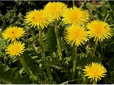 ИГРОВАЯ ДЕЯТЕЛЬНОСТЬ «НОСИТ ОДУВАНЧИК ЖЕЛТЫЙ САРАФАНЧИК»